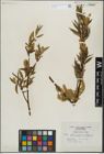 Foto von Salix lasiandra Benth.